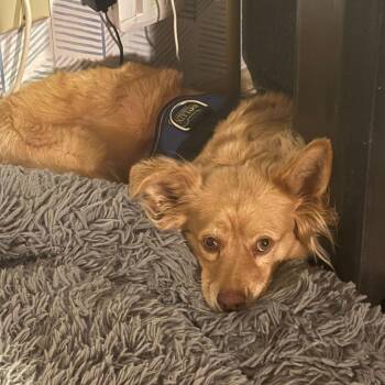 Ebenezer -  Corgi Dog for Adoption in San Diego, California - Ebenezer | PetCurious