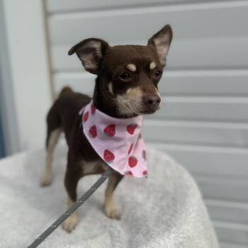 Tootsie -  Chihuahua Dog for Adoption in Newberg, Oregon - Tootsie | PetCurious