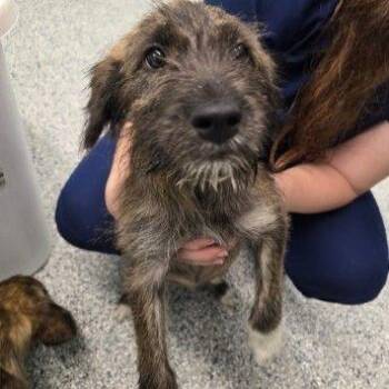CT Jody -  Terrier and Mixed Breed Dog for Adoption in Stormville, New York - CT Jody | PetCurious