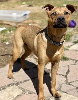 Cattle Dog and Shepherd Dogs Available for Adoption in Denver, Colorado - Marty | PetCurious