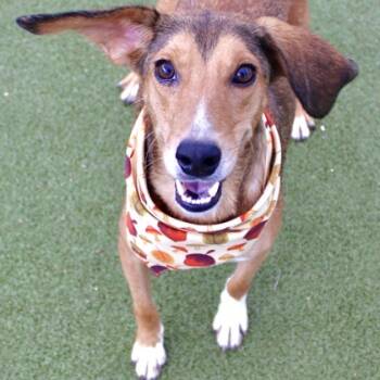 Rescue Hound and Mixed Breed Dogs for Adoption in Largo, Florida - Ester | PetCurious