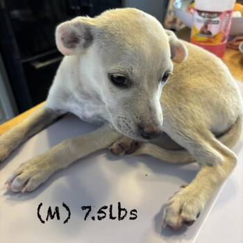 blue -  Mixed Breed Dog for Adoption in Bellingham, Washington - Blue | PetCurious