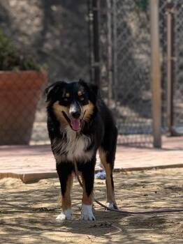 Boltz -  Australian Shepherd Dog for Adoption in San Diego, California - Boltz | PetCurious