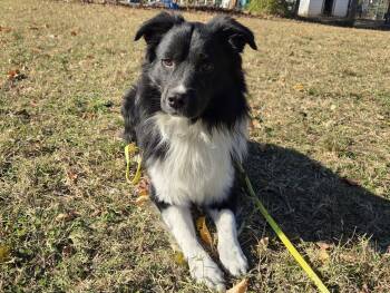 Rescue Mixed Breed Dogs for Adoption in Chestertown, Maryland - Ruben | PetCurious