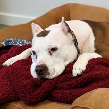 Kane -  Pit Bull Terrier Dog for Adoption in Rochester, Minnesota - Kane | PetCurious