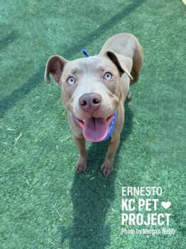 Pit Bull Terrier and Mixed Breed Dogs Available for Adoption in Kansas City, Missouri - Ernesto | PetCurious