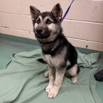 Mixed Breed Dogs Available for Adoption in Memphis, Tennessee - Benny | PetCurious