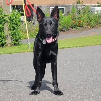 Ruby (26-329) -  German Shepherd Dog Dog for Adoption in New Ringgold, Pennsylvania - Ruby (26-329) | PetCurious