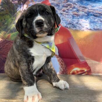 Adventure -  Australian Cattle Dog Blue Heeler and Labrador Retriever Dog for Adoption in Aledo, Texas - Adventure | PetCurious