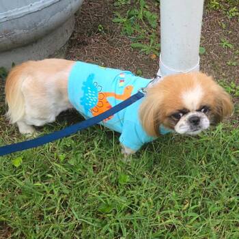 Down From Dover -  Pekingese and Mixed Breed Dog for Adoption in Fredericksburg, Virginia - Down From Dover | PetCurious