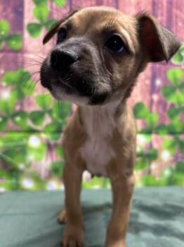 American Staffordshire Terrier and Mixed Breed Dogs Available for Adoption - Priscilla | PetCurious