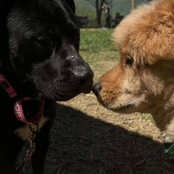 Chow Chow and Mixed Breed Dogs Available for Adoption in Jacksboro, Tennessee - Louboutin | PetCurious