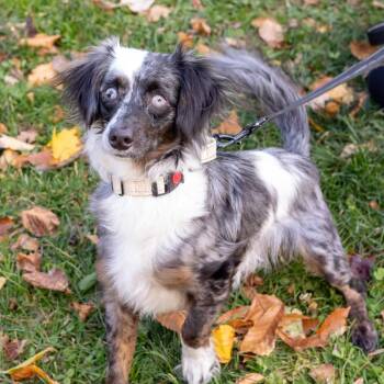 Rescue Dachshund and Australian Cattle Dog Blue Heeler Dogs for Adoption in West Grove, Pennsylvania - Bernie  (Male)     Avail  11/14 | PetCurious