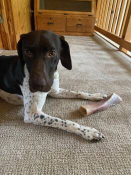 Arthur -  German Shorthaired Pointer Dog for Adoption in Cottage Grove, Wisconsin - Arthur | PetCurious