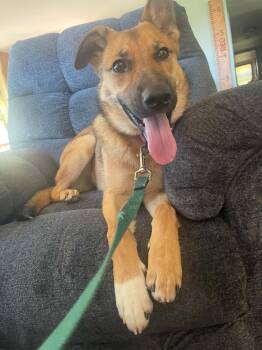 Lemonade -  German Shepherd Dog Dog for Adoption in Fredonia, Wisconsin - Lemonade | PetCurious