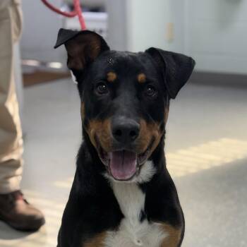 Titus -  Rottweiler Dog for Adoption in Bardstown, Kentucky - Titus | PetCurious