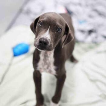 Gus Gus -  Mixed Breed Dog for Adoption in Atlanta, Georgia - Gus Gus | PetCurious