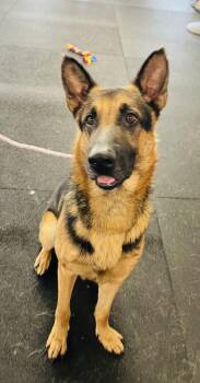 Rescue German Shepherd Dog Dogs for Adoption in Jefferson City, Missouri - Maverick | PetCurious