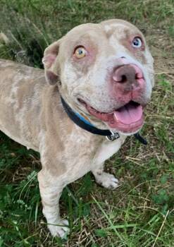 Sterling -  Mixed Breed Dog for Adoption in Mckeesport, Pennsylvania - Sterling | PetCurious
