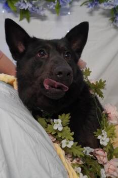 Rescue Chow Chow and Mixed Breed Dogs for Adoption in Fennville, Michigan - Cassie | PetCurious