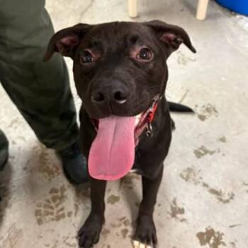 Dre -  Mixed Breed Dog for Adoption in Emporia, Kansas - Dre | PetCurious