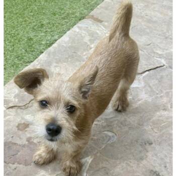 DENNIS -  Terrier Dog for Adoption in Norwalk, Connecticut - DENNIS | PetCurious
