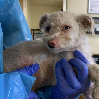 Homer -  Terrier and Mixed Breed Dog for Adoption in Pasadena, California - Homer | PetCurious