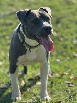 Rescue Pit Bull Terrier Dogs for Adoption in Brookshire, Texas - Livie | PetCurious