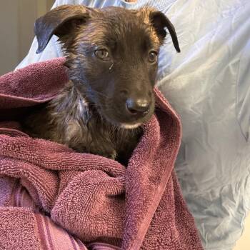 Belgian Shepherd Malinois Dogs Available for Adoption in Bellingham, Washington - Lucid(teal Collar) | PetCurious