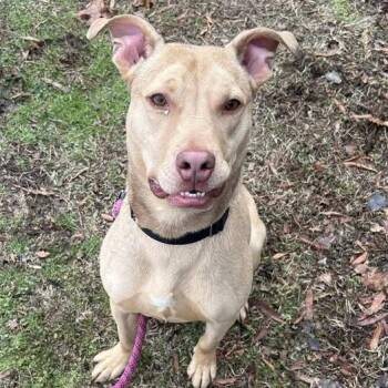 Pickles -  Terrier and Mixed Breed Dog for Adoption in Mooresville, North Carolina - Pickles | PetCurious