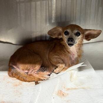 Dottie -  Chihuahua and Mixed Breed Dog for Adoption in Fort Smith, Arkansas - Dottie | PetCurious