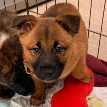 Pringles -  Shepherd and Mixed Breed Dog for Adoption in Evansville, Indiana - Pringles | PetCurious