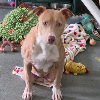Dolly -  Pit Bull Terrier and Mixed Breed Dog for Adoption in Melrose, Florida - Dolly | PetCurious