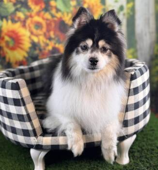 Mochi -  Pomeranian and Siberian Husky Dog for Adoption in Garland, Texas - Mochi | PetCurious
