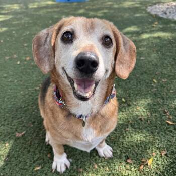 Bear -  Beagle Dog for Adoption in Indianapolis, Indiana - Bear | PetCurious