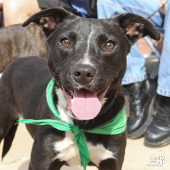 Rescue Labrador Retriever and Shepherd Dogs for Adoption in Washington, District Of Columbia - Diana | PetCurious