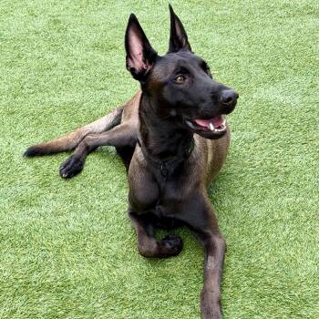 Berserk -  Belgian Shepherd Malinois Dog for Adoption in Las Vegas, Nevada - Berserk | PetCurious