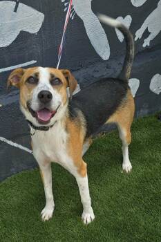 Lovey -  Beagle and Terrier Dog for Adoption in New York, New York - Lovey | PetCurious