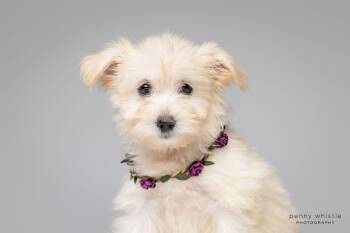 Winny -  Maltipoo Dog for Adoption in Coppell, Texas - Winny | PetCurious