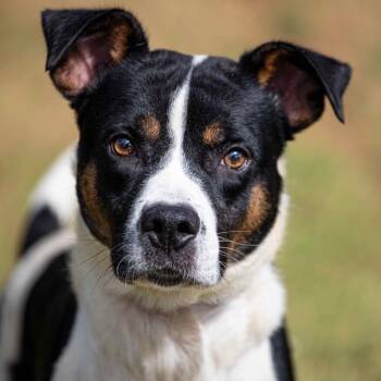 Rescue Mixed Breed Dogs for Adoption in Henderson, Kentucky - Drako | PetCurious
