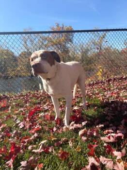 Russell -  Mixed Breed Dog for Adoption in Warren, Pennsylvania - Russell | PetCurious