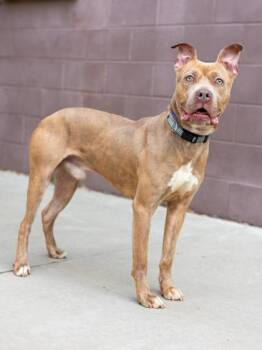 Canton -  Mixed Breed Dog for Adoption in Chamblee, Georgia - Canton | PetCurious