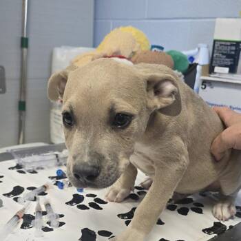 King Fry 26-0717 -  Mixed Breed Dog for Adoption in Yanceyville, North Carolina - King Fry 26-0717 | PetCurious