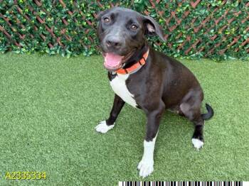 WAFFLES -  Mixed Breed Dog for Adoption in West Palm Beach, Florida - WAFFLES | PetCurious