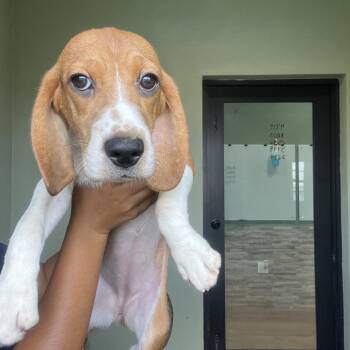 YLE6 4734 -  Beagle Dog for Adoption in Loxahatchee Groves, Florida - YLE6 4734 | PetCurious