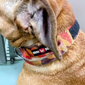 Fergie -  English Bulldog and Mixed Breed Dog Available for Adoption in Lyndhurst, Virginia - Fergie | PetCurious