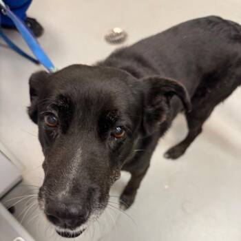 Stormy -  Black Labrador Retriever Dog for Adoption in Troy, Virginia - Stormy | PetCurious
