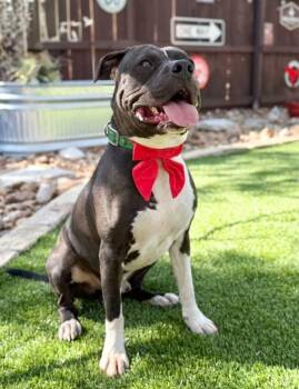 Pit Bull Terrier Dogs Available for Adoption - Stone | PetCurious