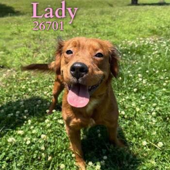 Lady -  Golden Retriever and Mixed Breed Dog for Adoption in Oak Ridge, Tennessee - Lady | PetCurious