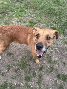 Juice -  Black Mouth Cur Dog for Adoption in Mooresville, North Carolina - Juice | PetCurious